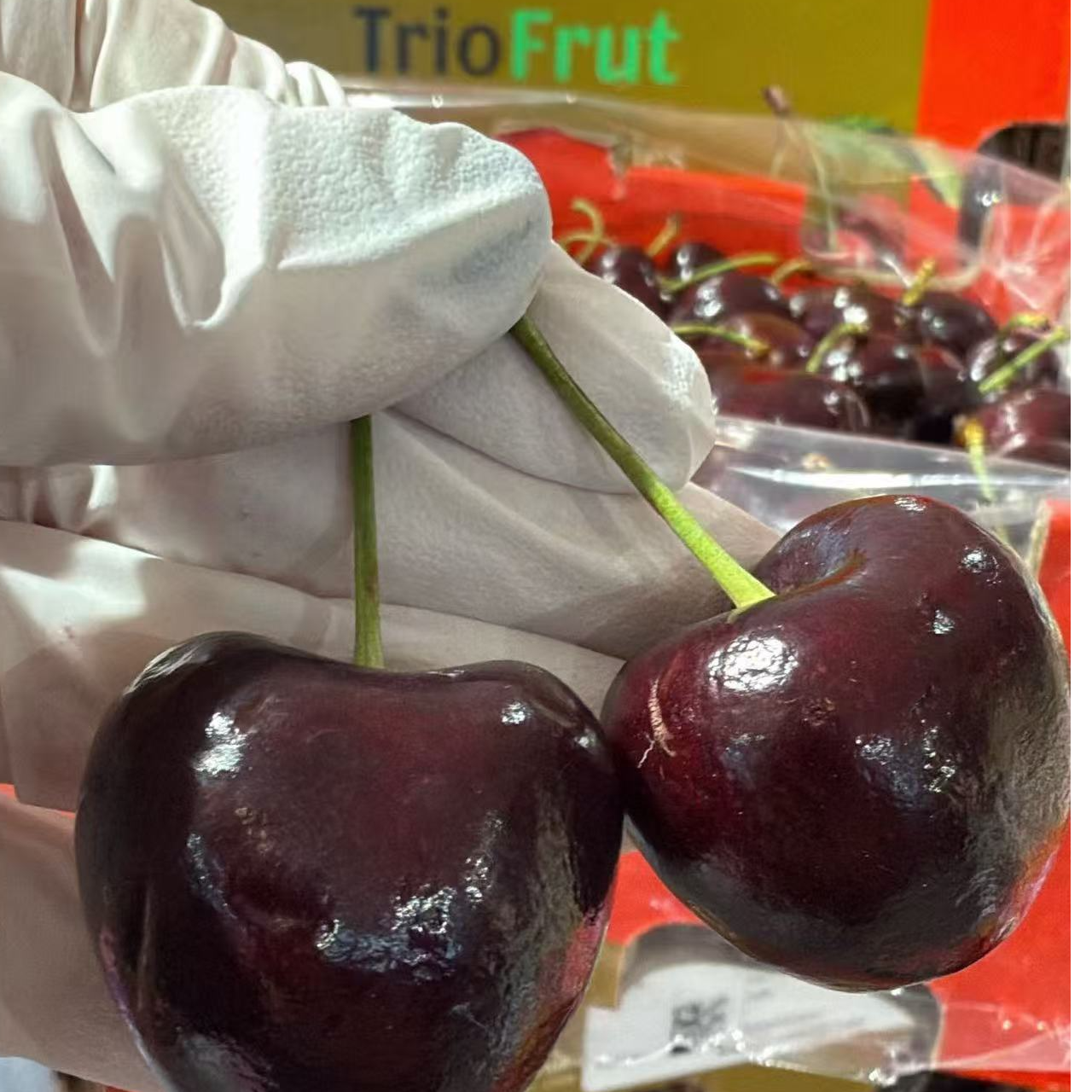 智力[空运】+桑提娜车厘子+4JD/5斤桑提娜