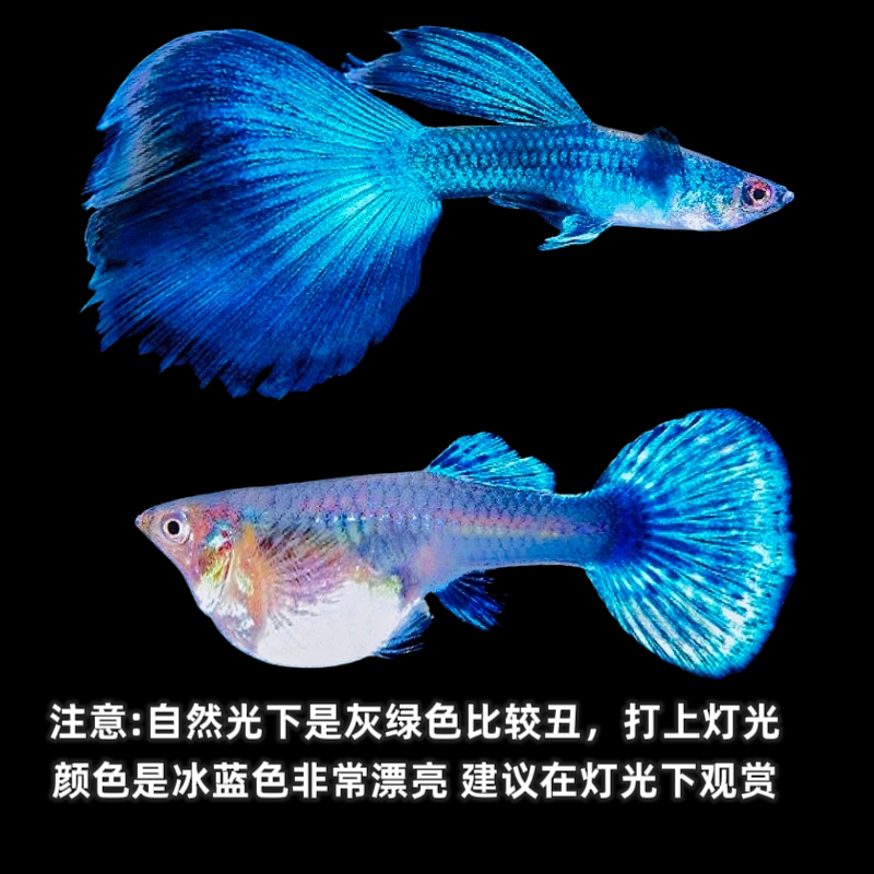 冰蓝大个头孔雀鱼公母搭配好养耐活