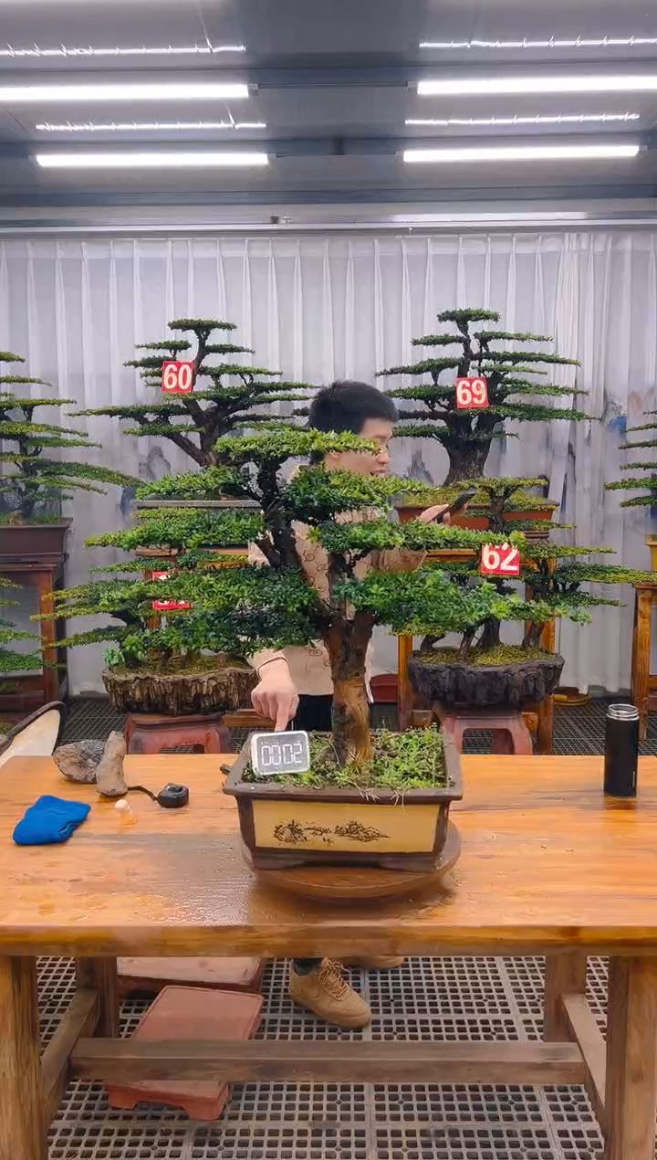 【闪购商品】紫砂精品盆景直播间一物一拍