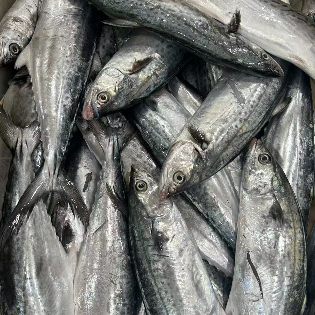 马鲛鱼 鲜冻 次日达 顺丰快递 厦门发货 2500g