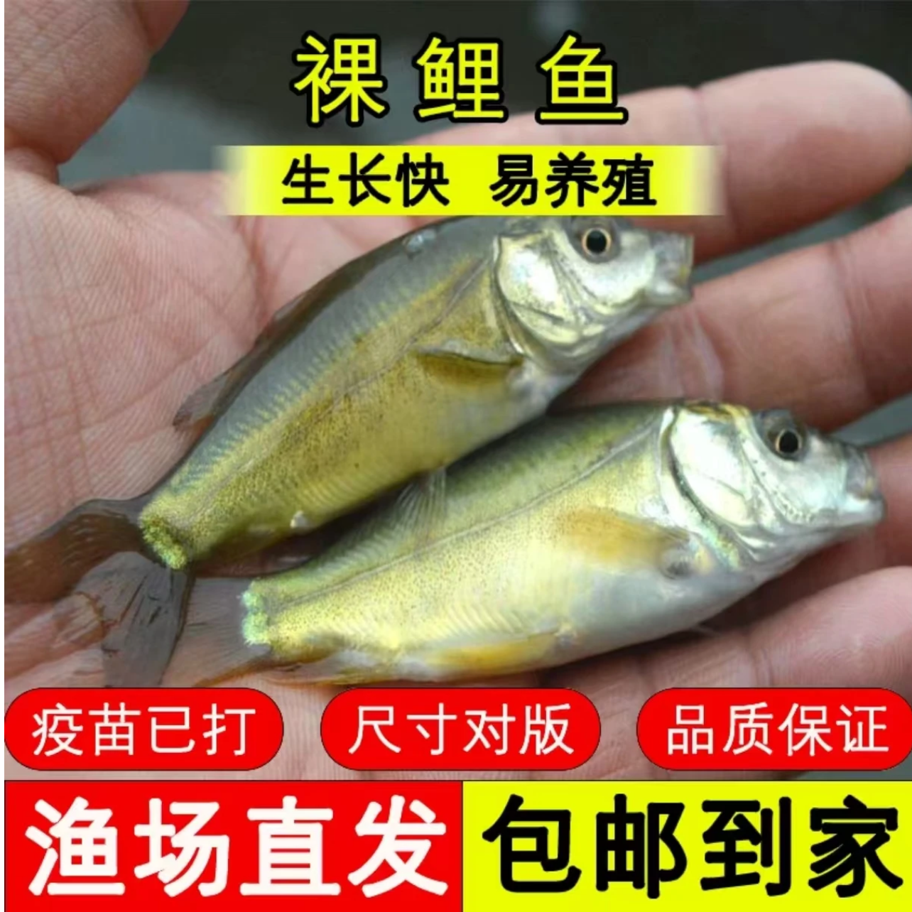 现捞现发 四川鲜活裸鲤鱼 生态养殖 渔场直发