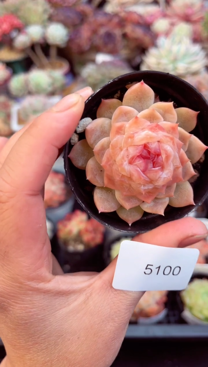 【闪购商品】5100单头糖心多肉