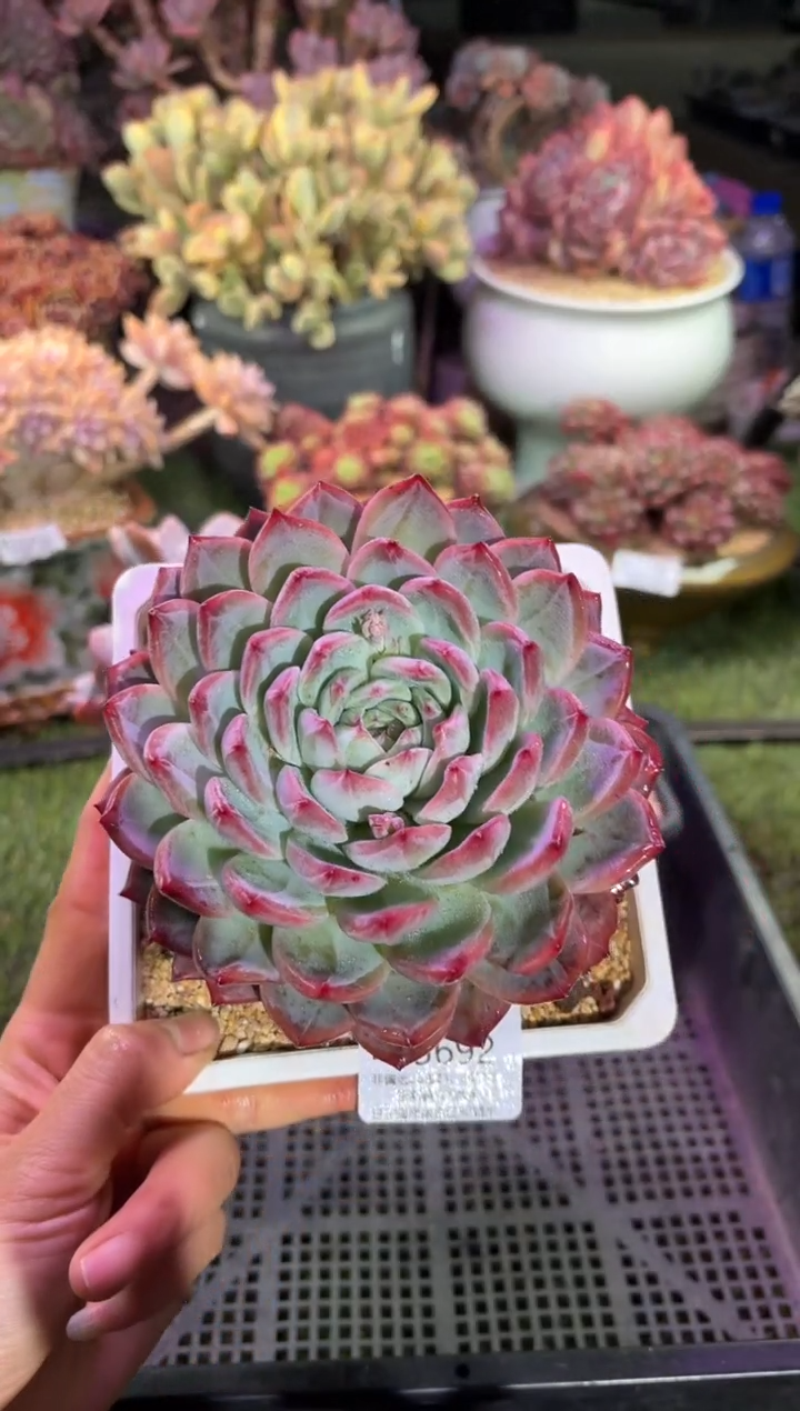 【闪购商品】05692