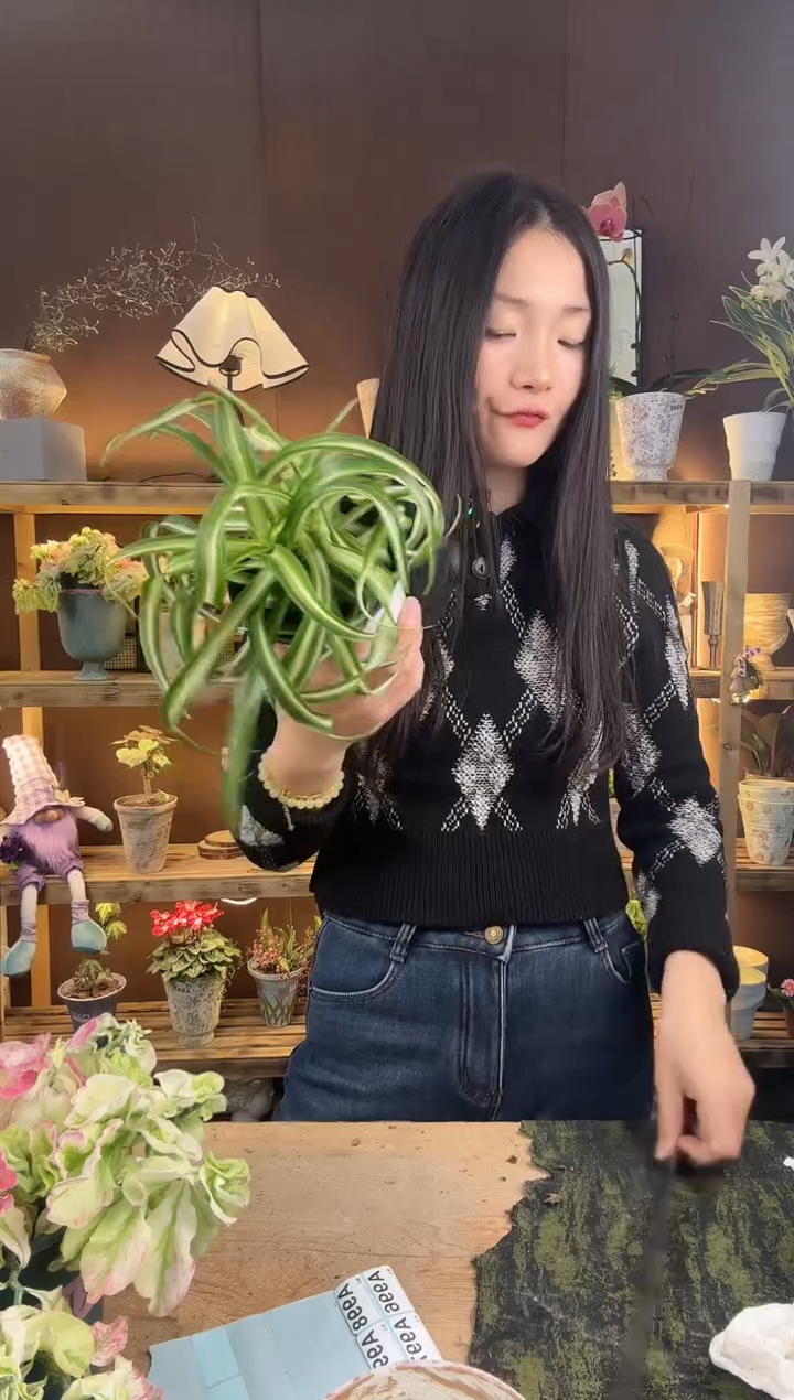 以实际为准997卷发女郎育苗盆