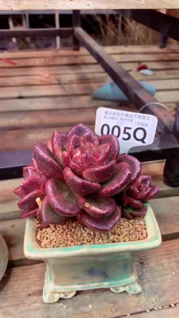 005Q（一物一拍，精品多肉，所见即所得 ）