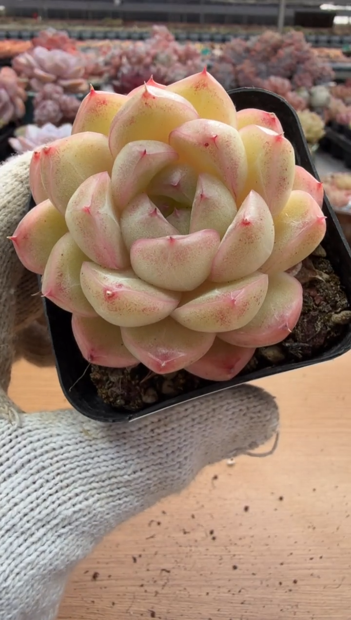 东云多肉园三店-23