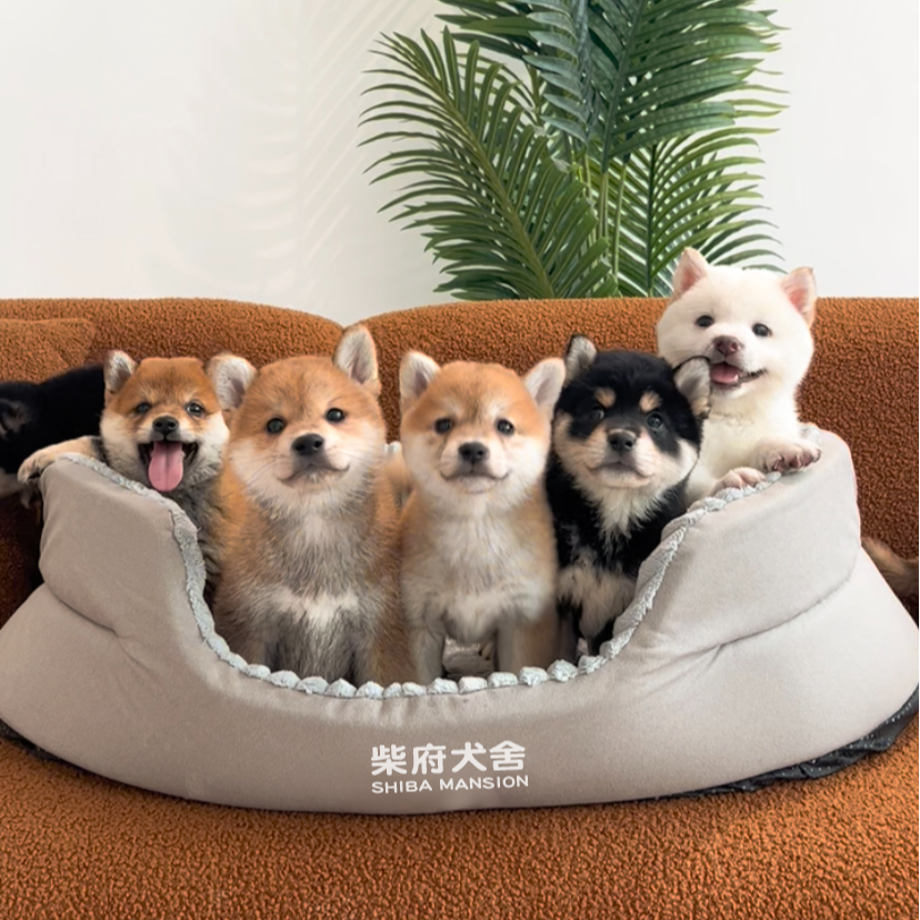 【柴府犬舍】双血统活体赤柴黑柴白柴小型犬宠物狗