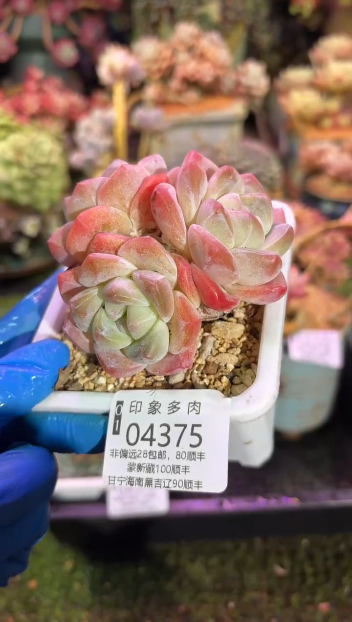 【闪购商品】04375