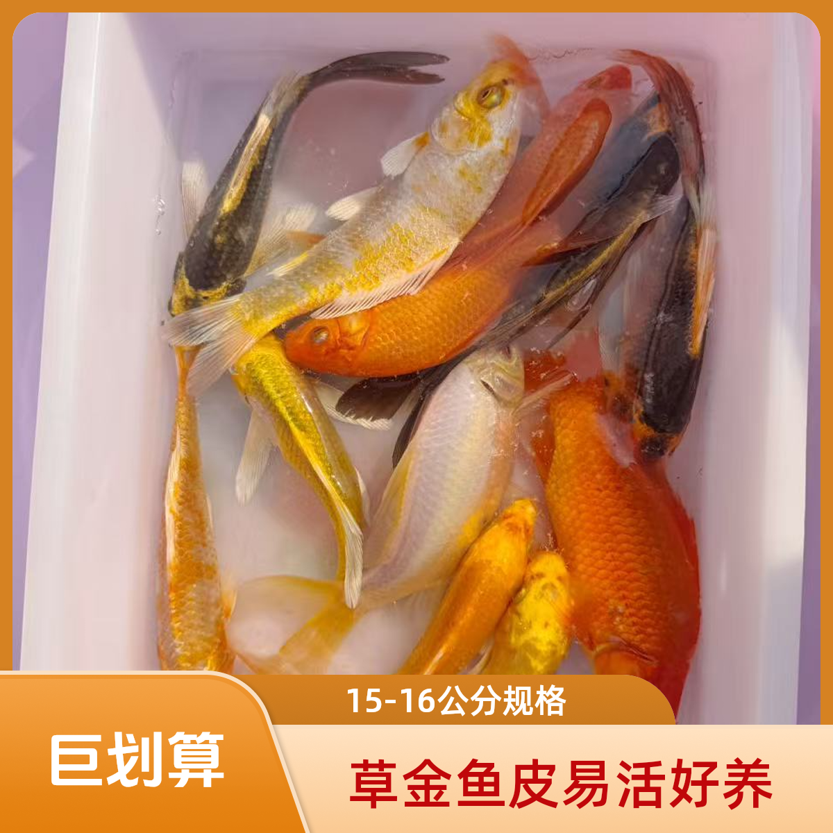 【锦鲤草金混发5条】12-14公分草金冷水观赏鱼皮实好养包邮