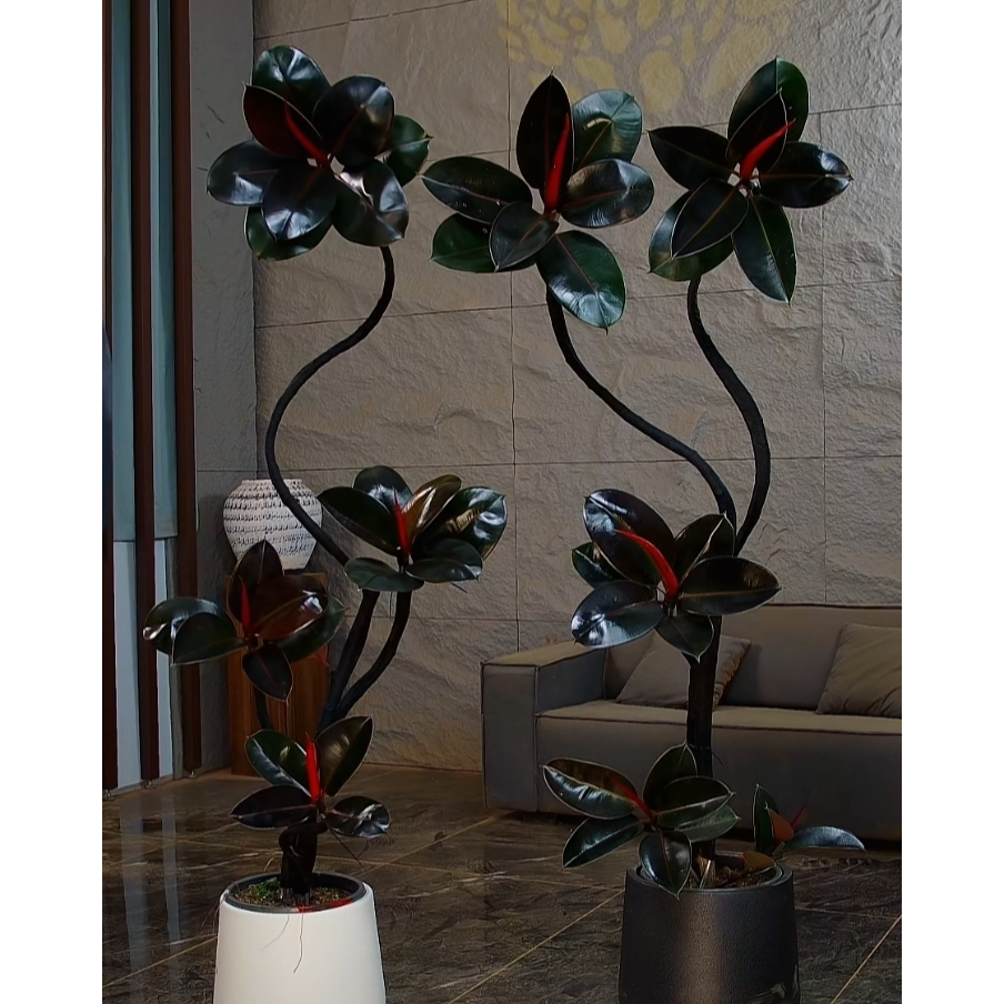 网红造型黑金刚橡皮树盆栽适合室内客厅办公的观叶绿植净化空气