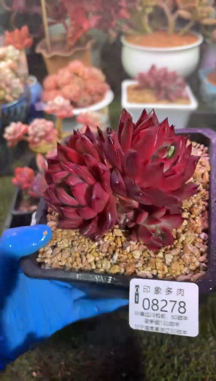 【闪购商品】08278