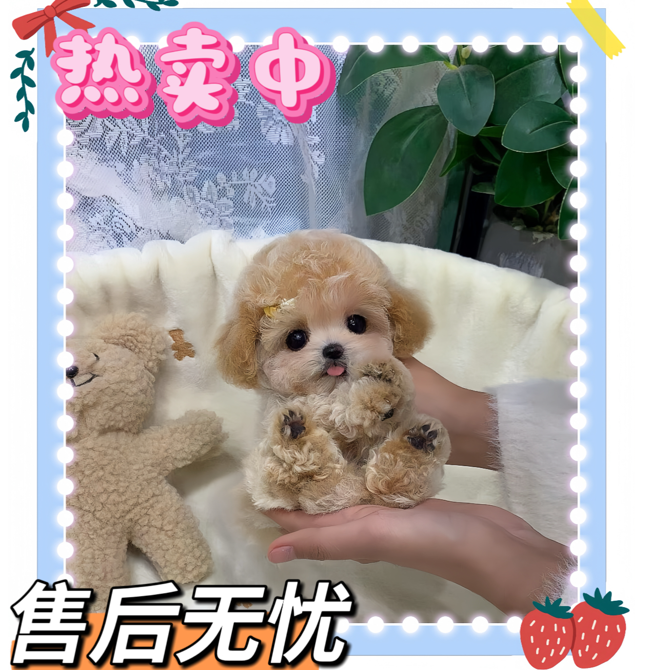 【哆咪萌宠】T高端幼犬活体链接