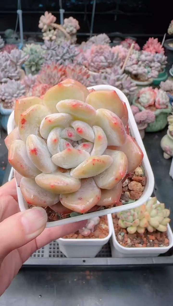 【闪购商品】3185橙子