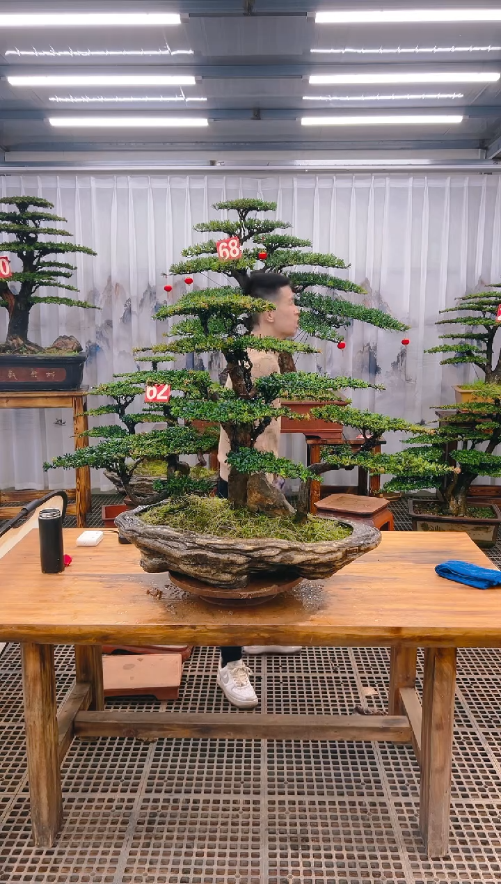 【闪购商品】紫砂精品盆景直播间一物一拍