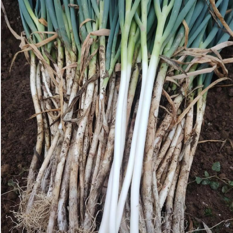 2025小拇指大小现挖现发，产地直发农家自种山东大葱！