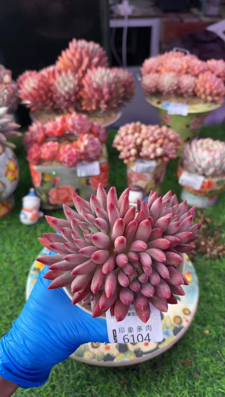 昆明印象多肉6104