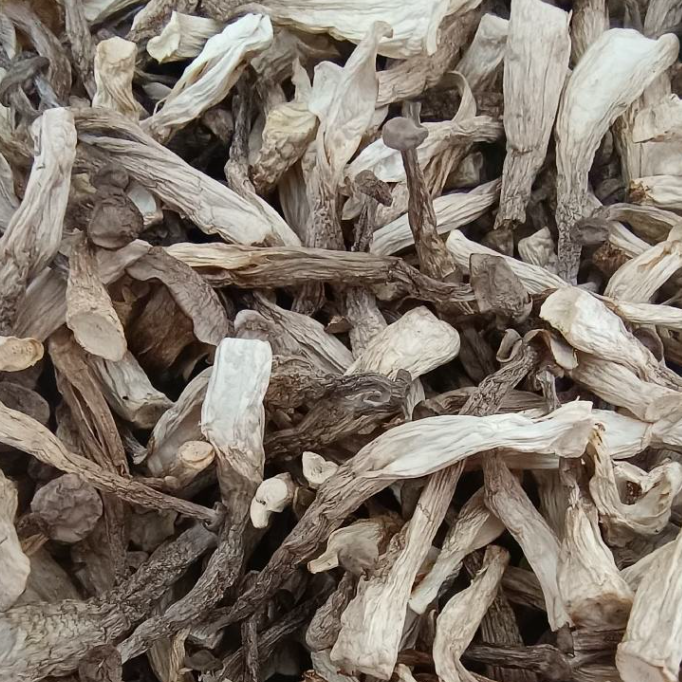 偏二哥山货农家鹿茸菇