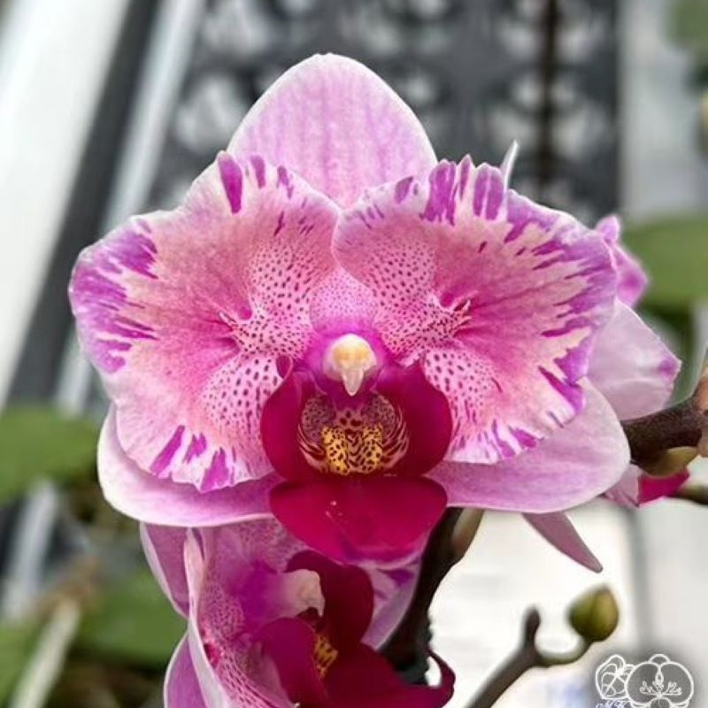 【泼墨紫蝶】2.5寸蝴蝶兰绿植两眼蕾丝变异有返祖概率兰花兰花盆栽