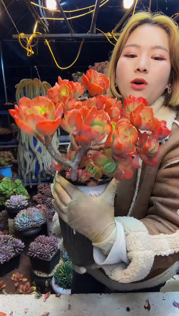 商****坊仙鹤一物一拍带盆商城