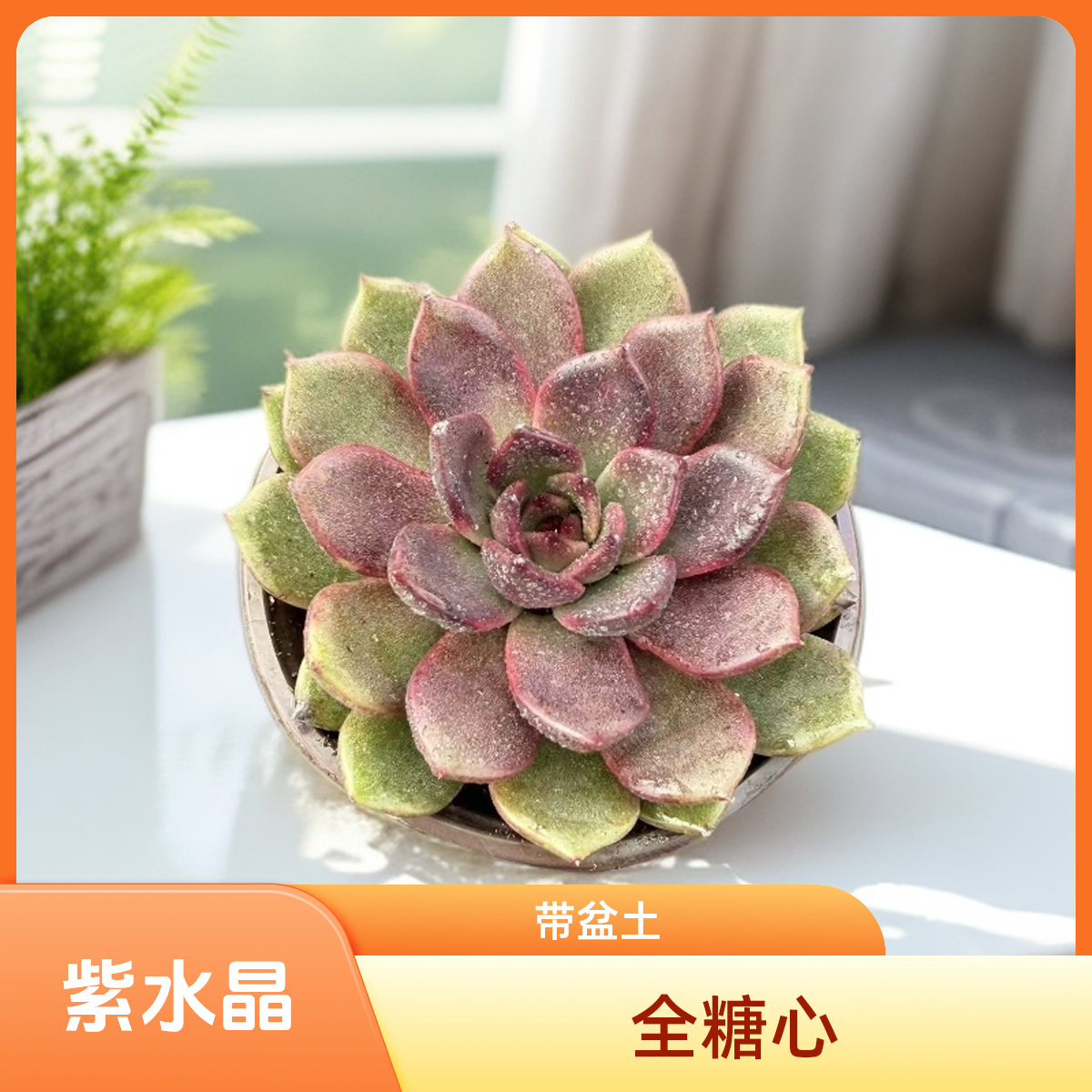 全糖心紫水晶带盆土（任意两单包邮）