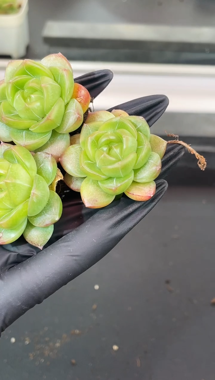 闪购1839 羽毛青冰城多肉一颗 3.5厘米