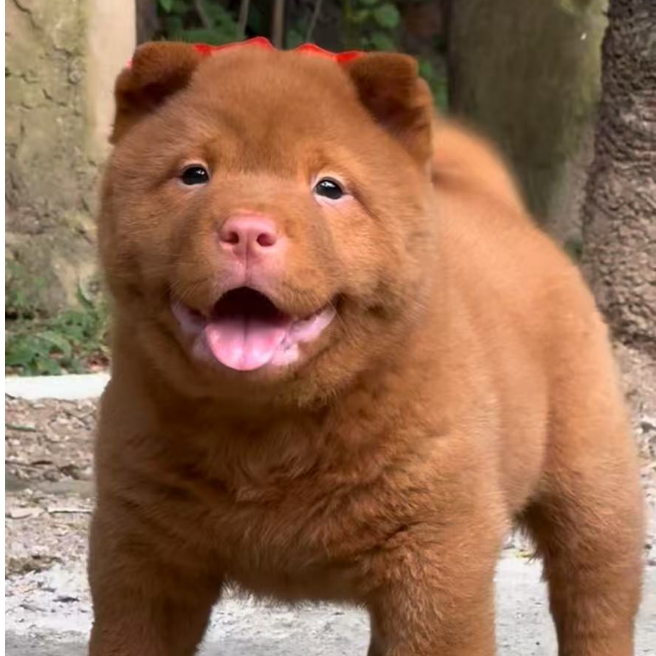 罗哥的中华田园狗狗冬季狗子活体土狗小狗宠物