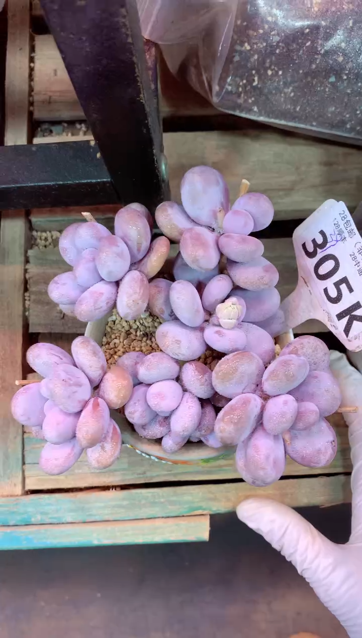 305K（一物一拍，精品多肉，所见即所得 ）