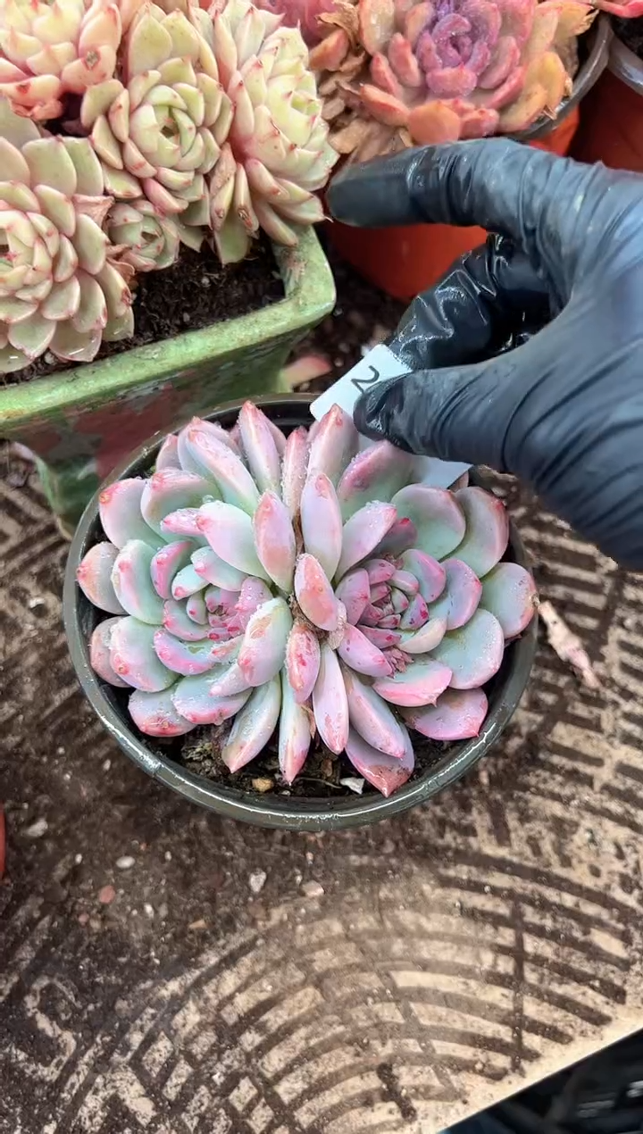 爱****馆多肉植物一物一拍28491