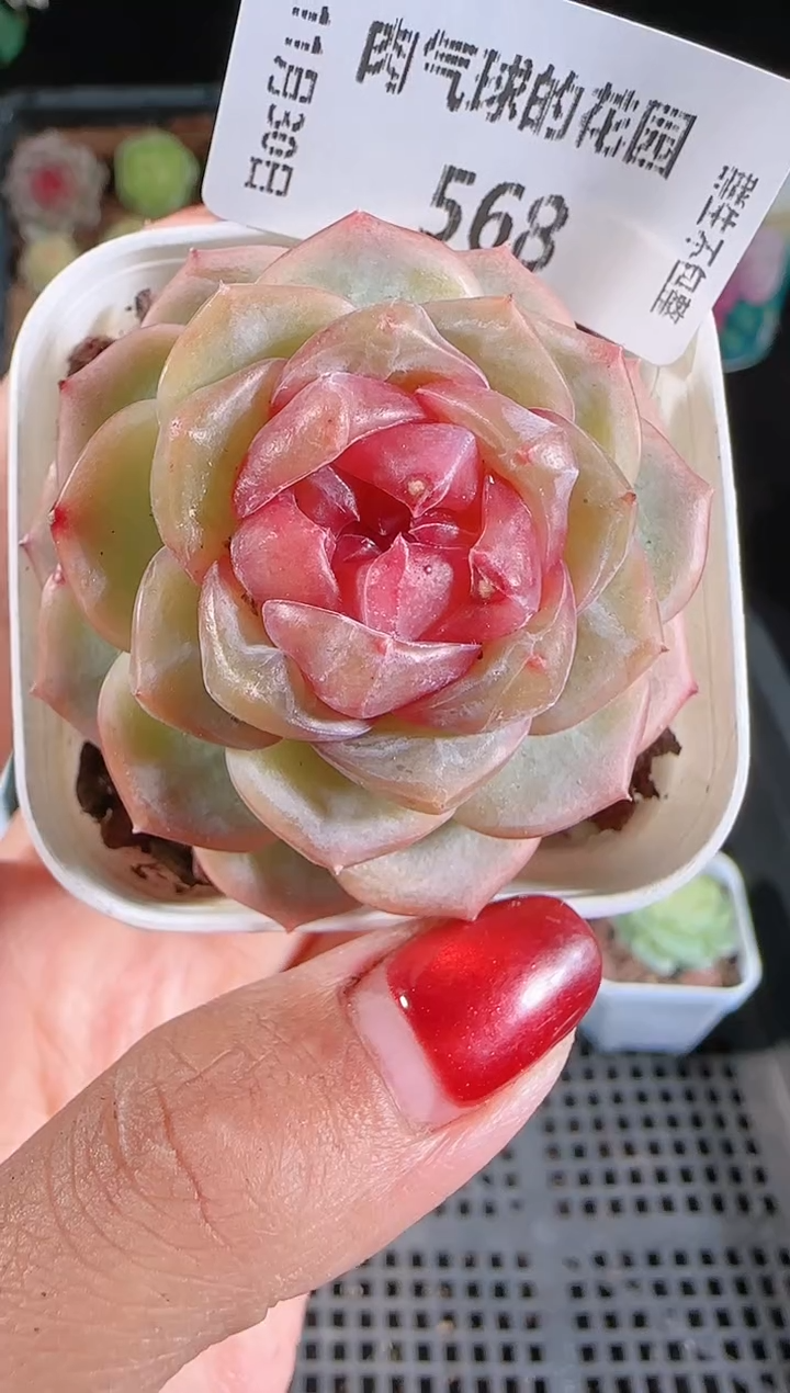 1130-568舒月多肉群生不包整