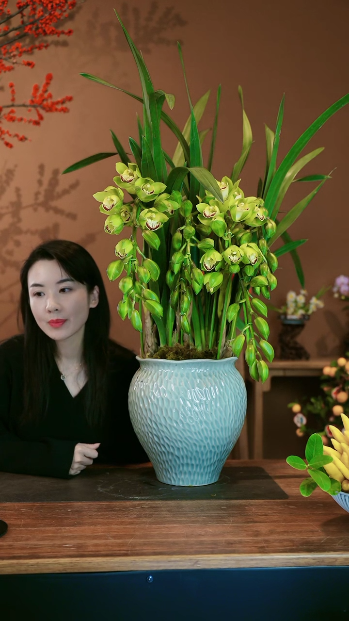 【闪购商品】盆景绿如意拱兰