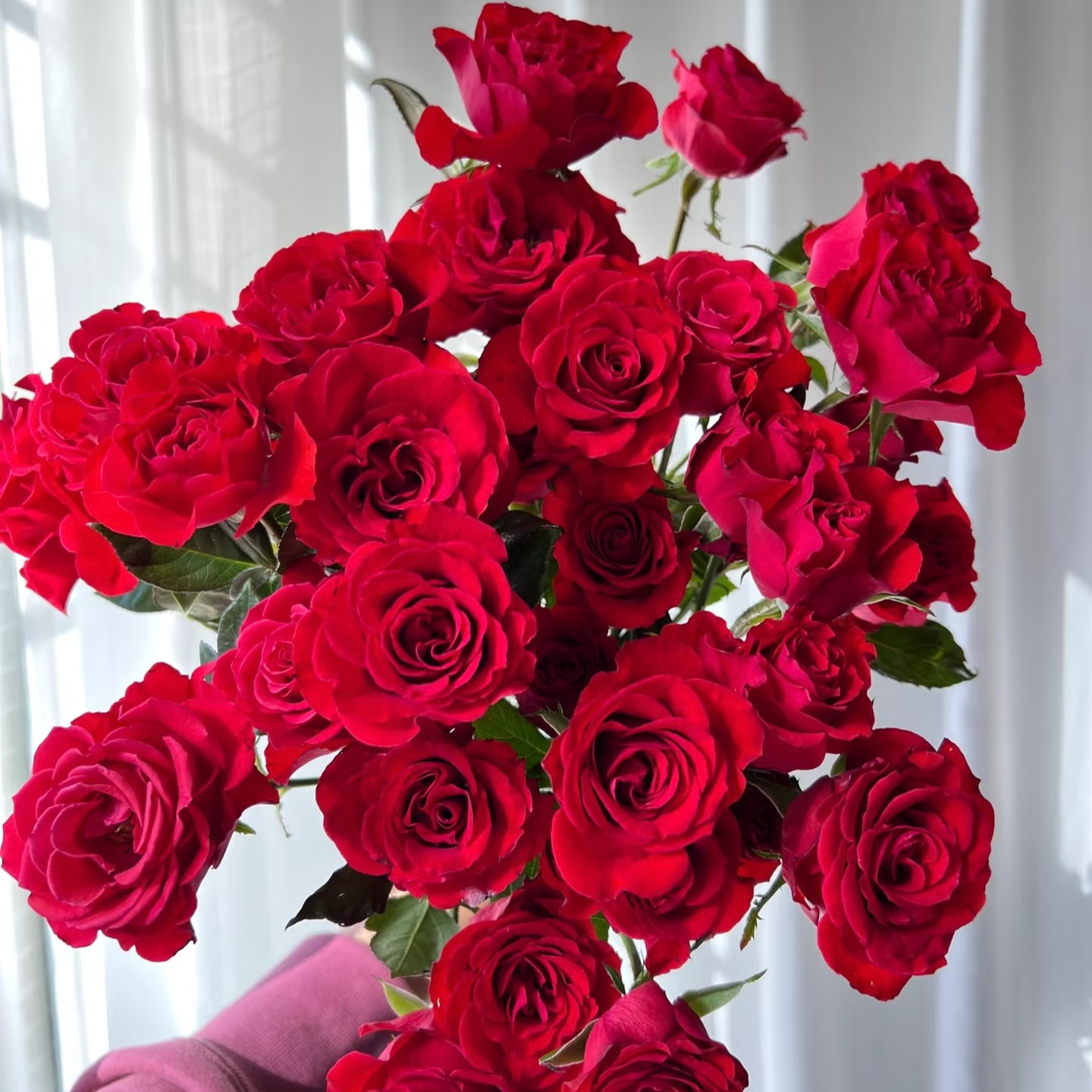 霓虹泡泡多头玫瑰 【任意两单及两单以上鲜花顺丰包邮发货】