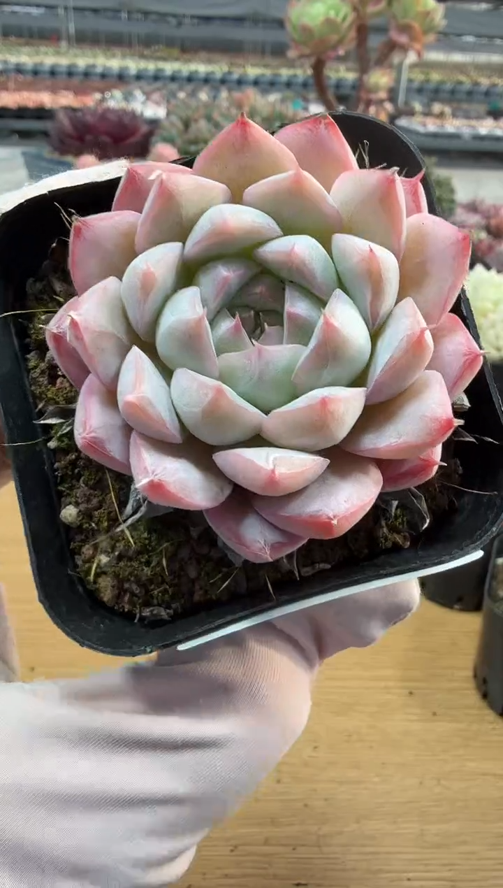 东云多肉园二店-314