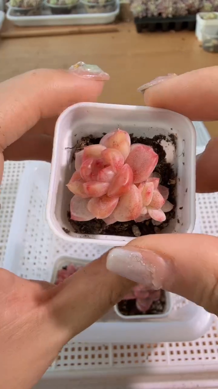 美人四方一盆 单双混 量拍混发