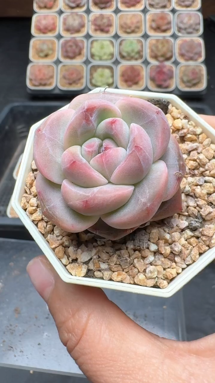 【闪购商品】200号珍妮多肉一物一拍3单包邮