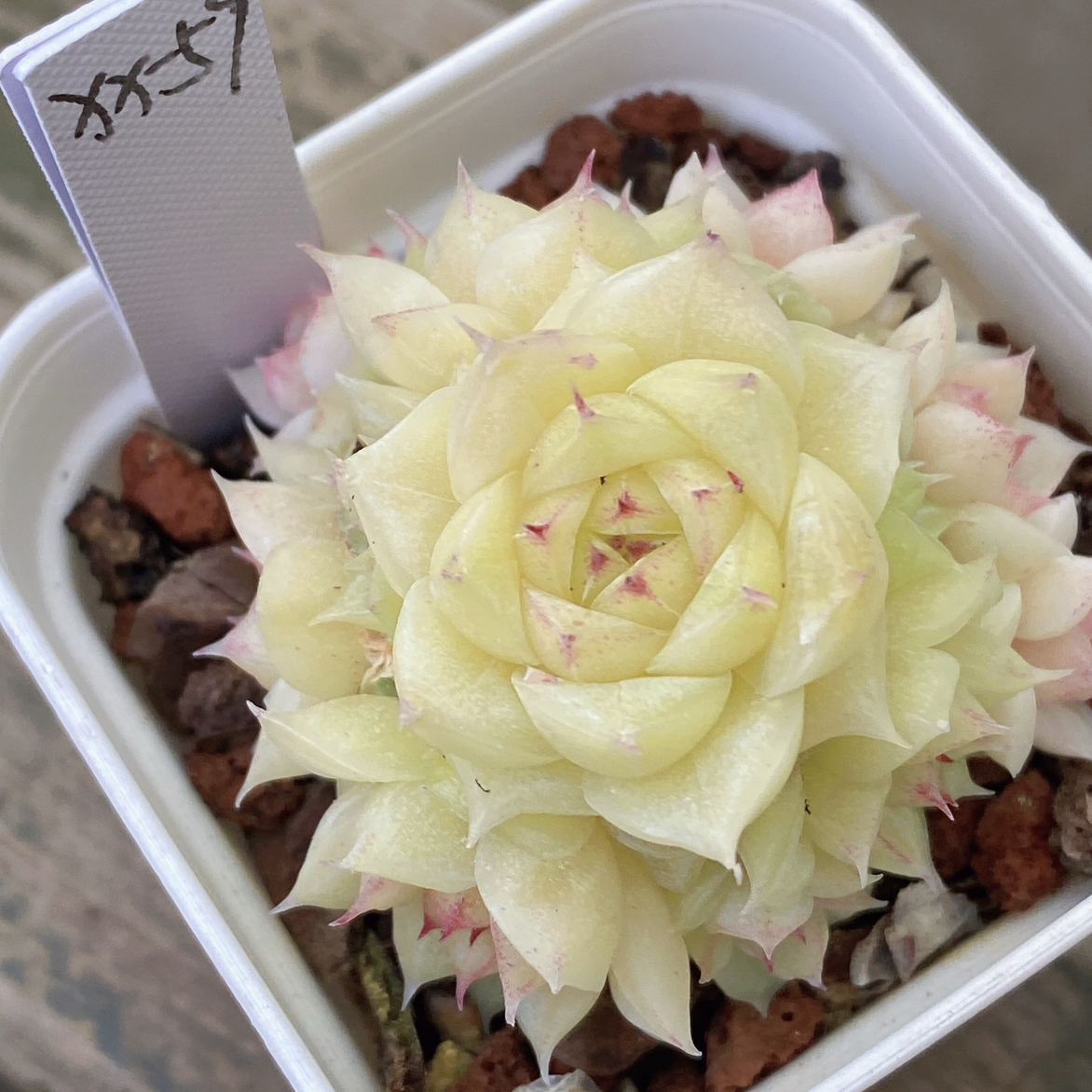 XX-59单头编号麦秆优质麦秆多肉量拍