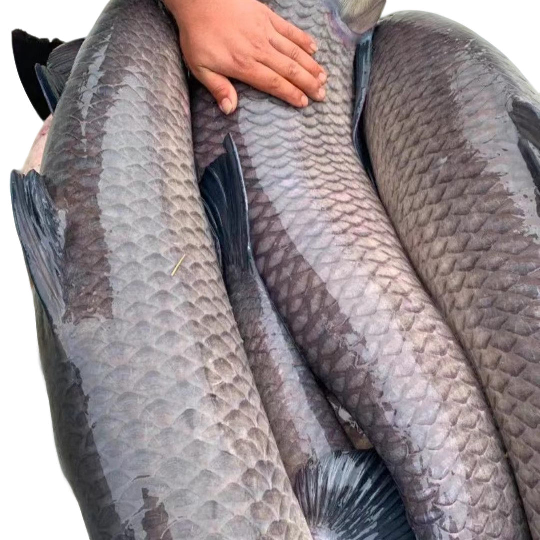 东北  冷水大青鱼鲜鱼速冻锁鲜  包邮