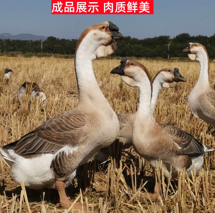 4两左右农村散养狮头鹅肉味道鲜美包邮到家