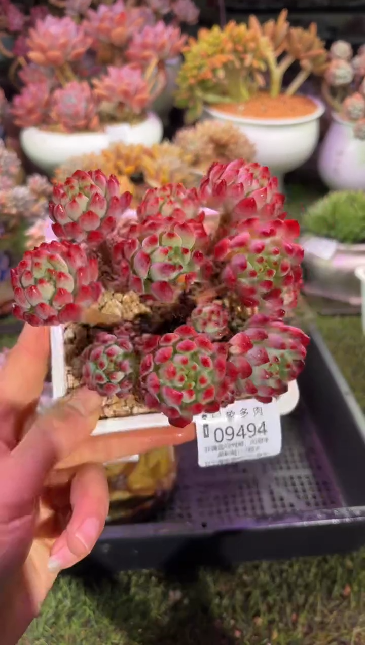 【闪购商品】09494