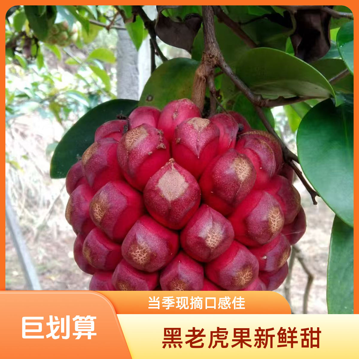 新鲜黑老虎布福娜水果稀有当季现摘果汁细腻鲜甜