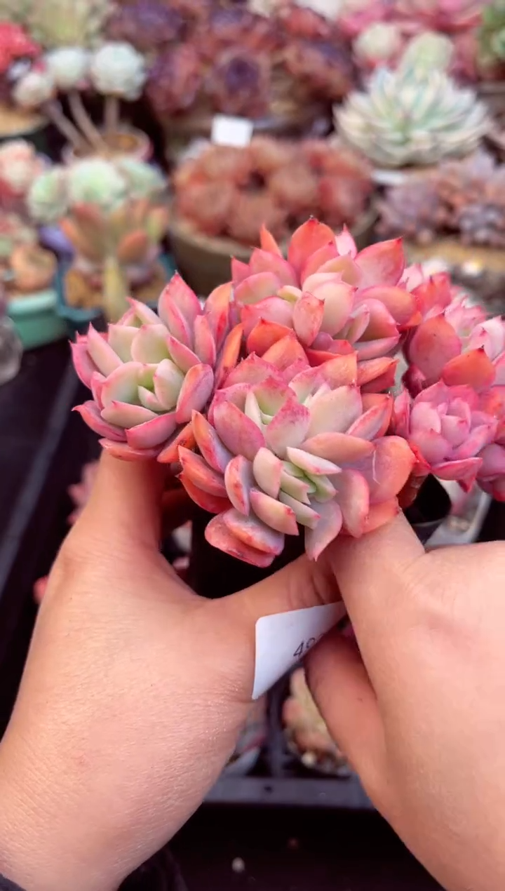 【闪购商品】4920群生绮罗多肉