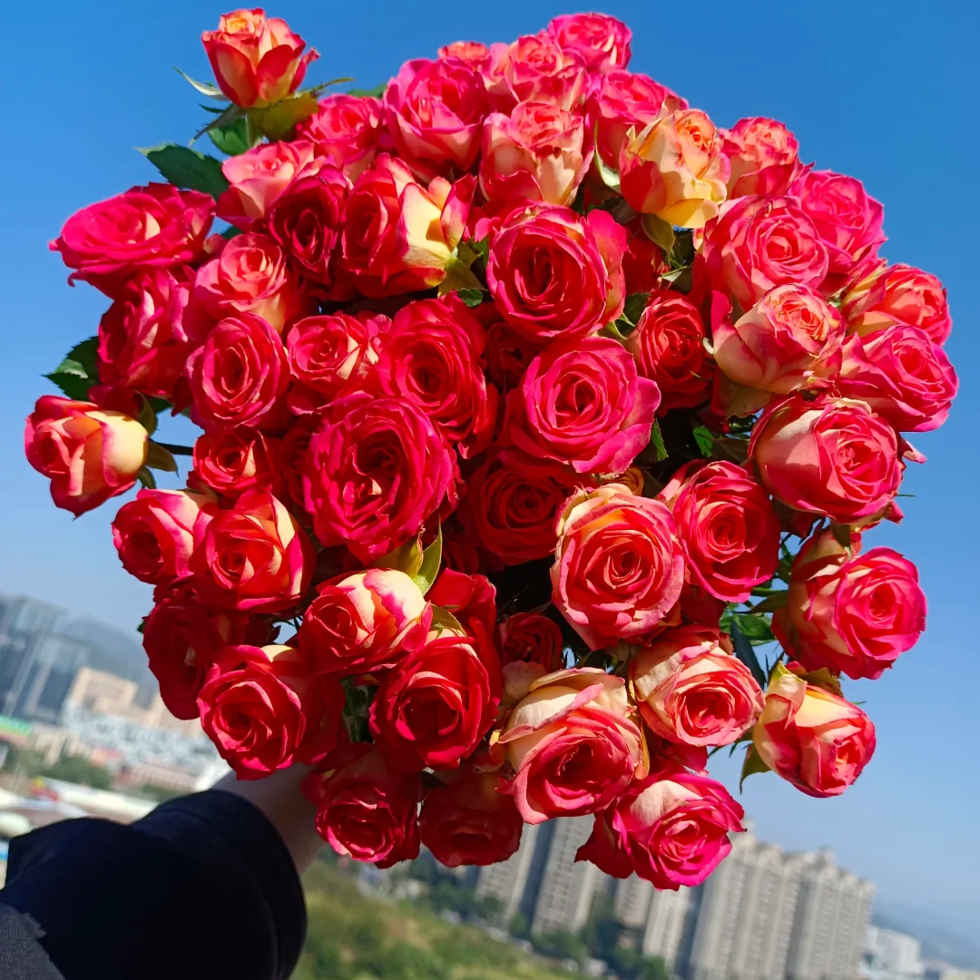 【全疆京东包邮】大把爱丽丝多头泡泡玫瑰10枝