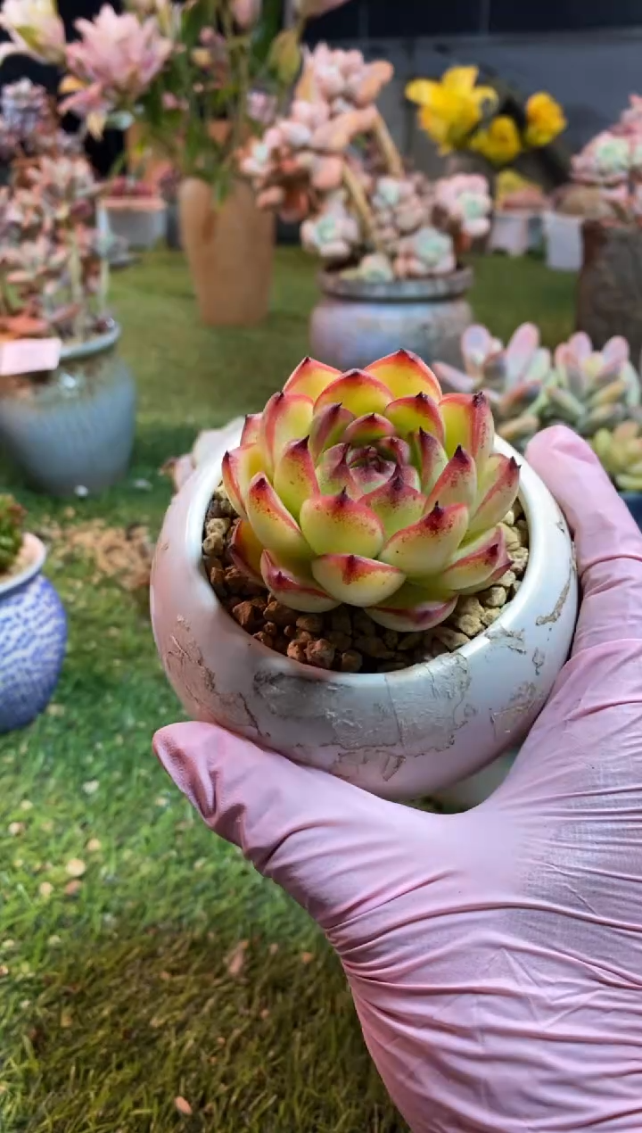 【闪购商品】0302a