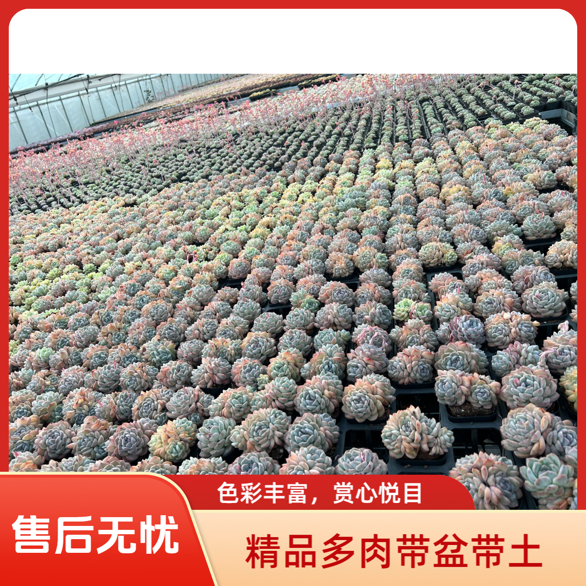 精品控养多肉混搭一箱以直播间为主（2-4cm保底21棵）