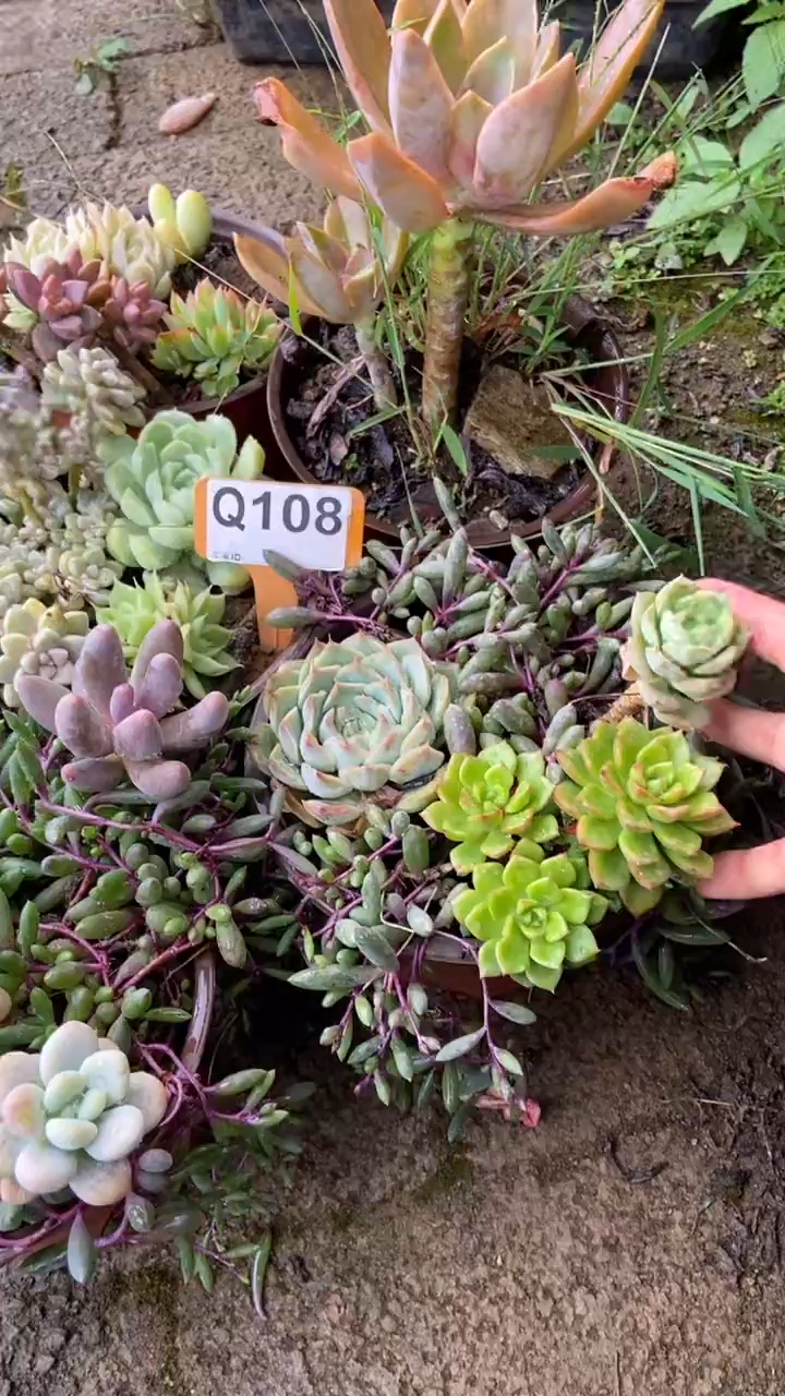 Q108多肉组合默认脱土发货