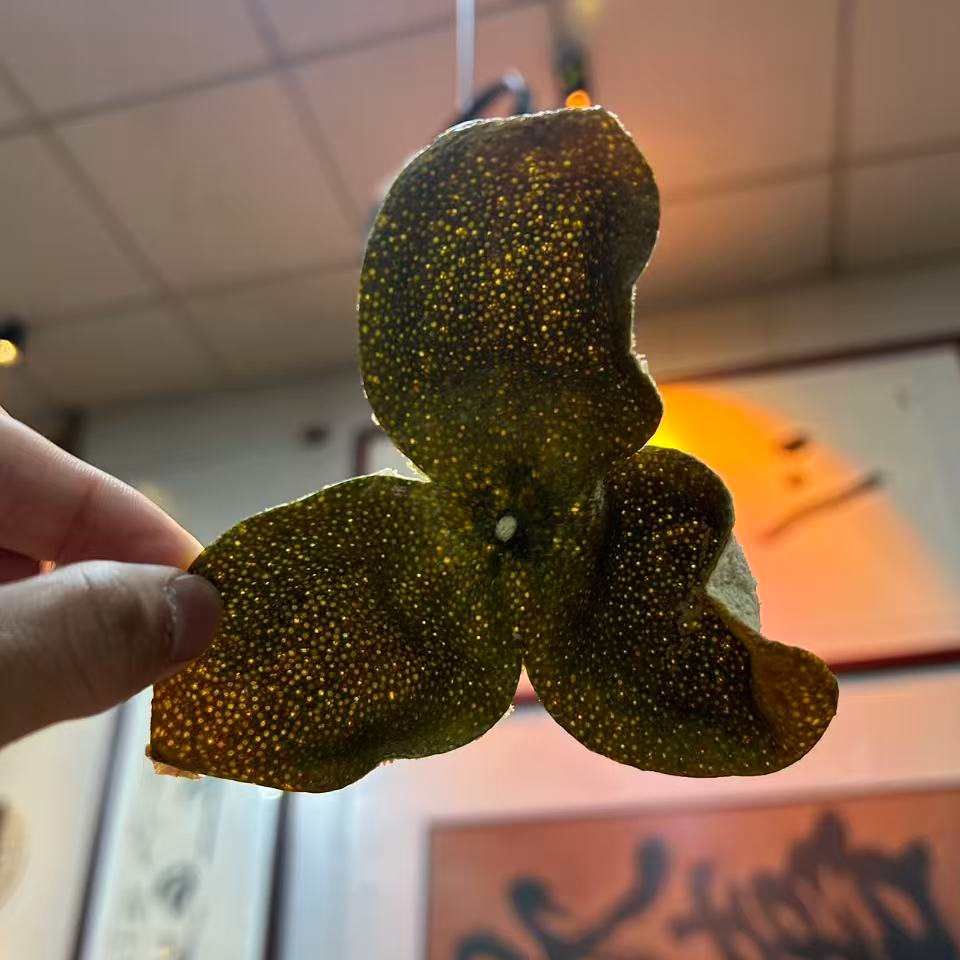 【冬青难求】2025年天马圈枝老树冬青【源头厂家批发】