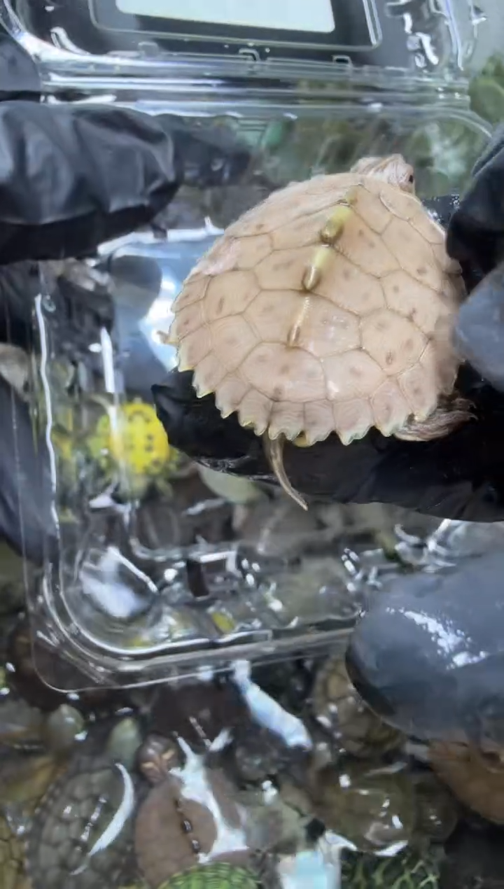 公母搭配宠物龟7号闪购
