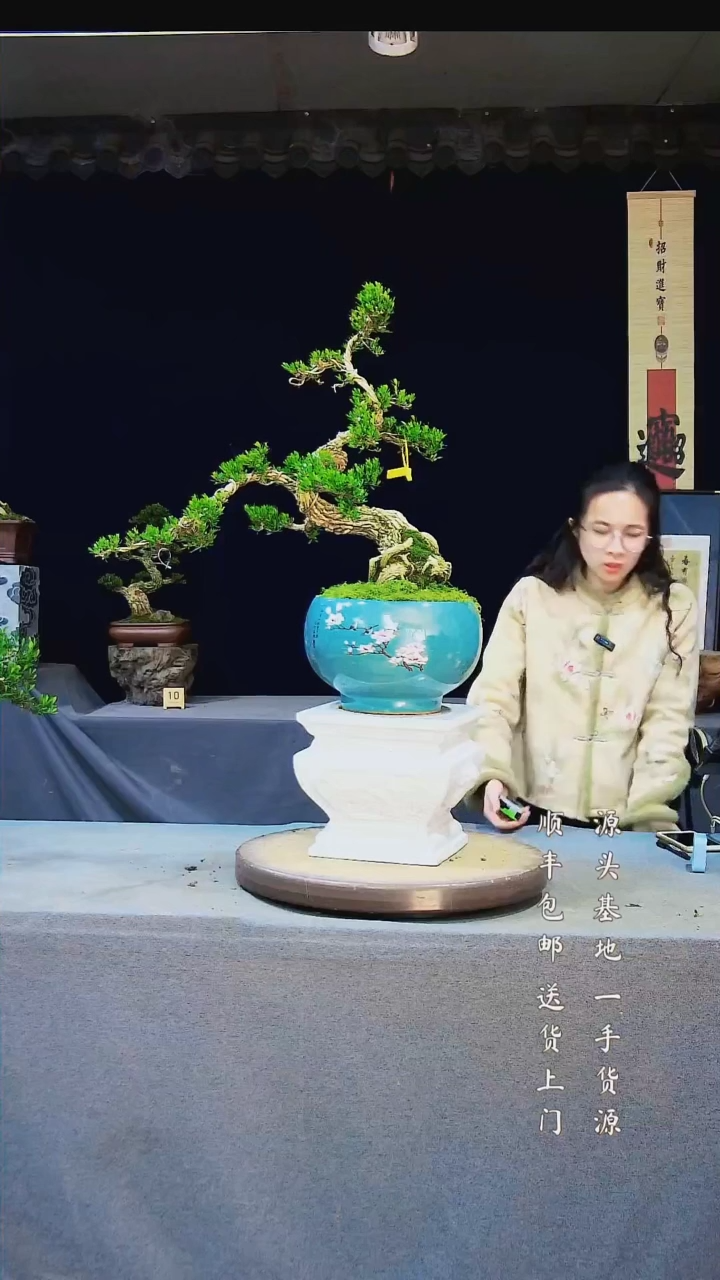 【闪购商品】雀舌黄杨盆景雀舌黄杨盆景