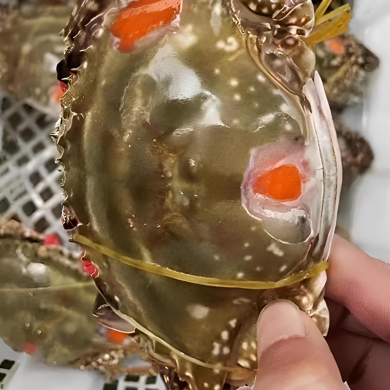 2025开渔雷达网新鲜捕捞-舟山一级梭子蟹红膏蟹款-活冻，空蟹包赔