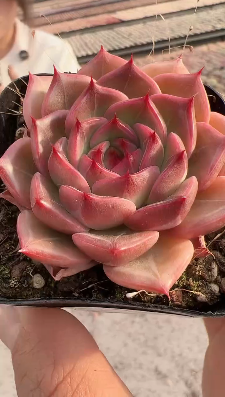 【闪购商品】新款多肉-298