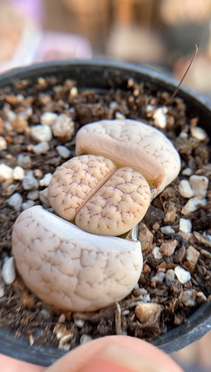 【闪购商品】7856直播一物一拍